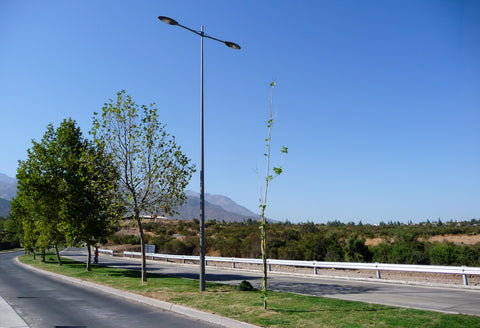 Poste Elegance - PTJ