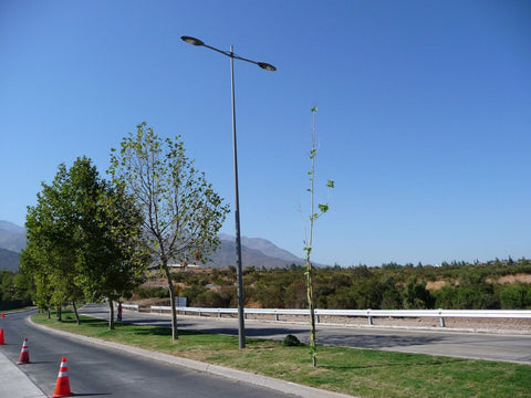 Poste Elegance - PTJ - PTJ